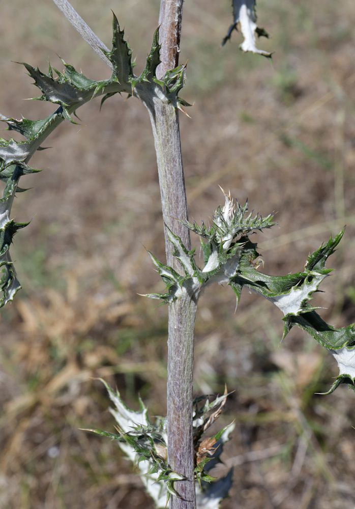 Image of Echinops ruthenicus specimen.