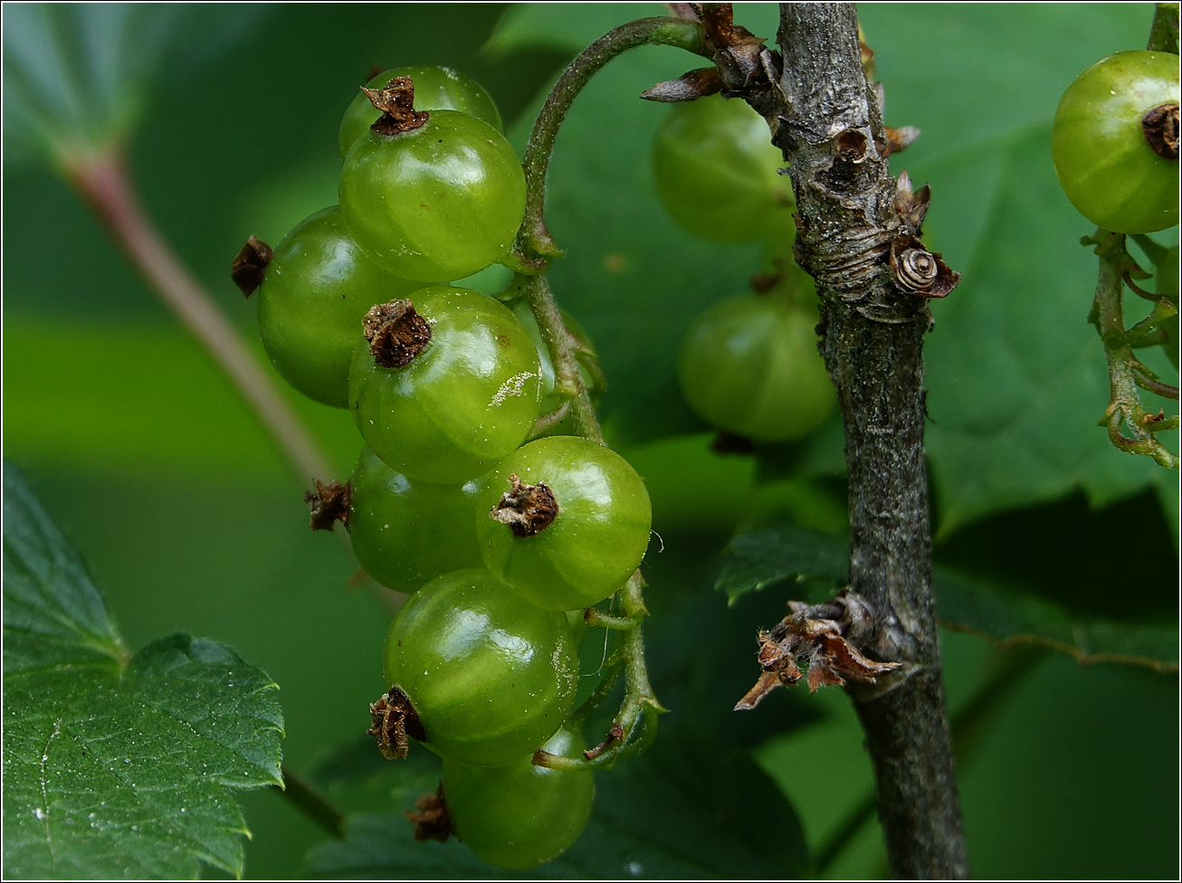 Изображение особи Ribes rubrum.