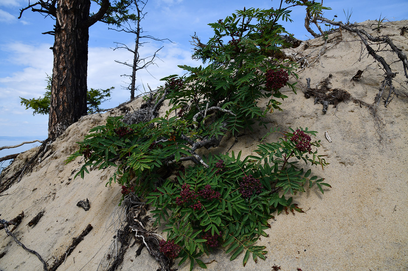 Image of Sorbus sibirica specimen.