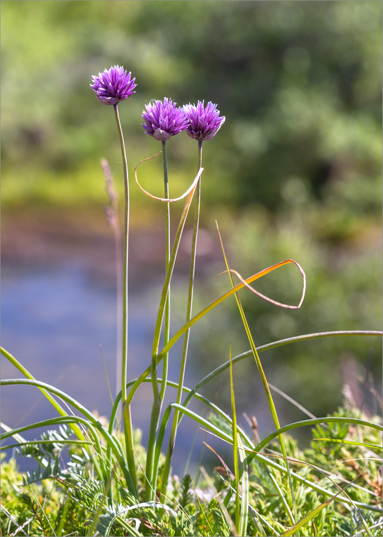 Image of Allium schoenoprasum specimen.