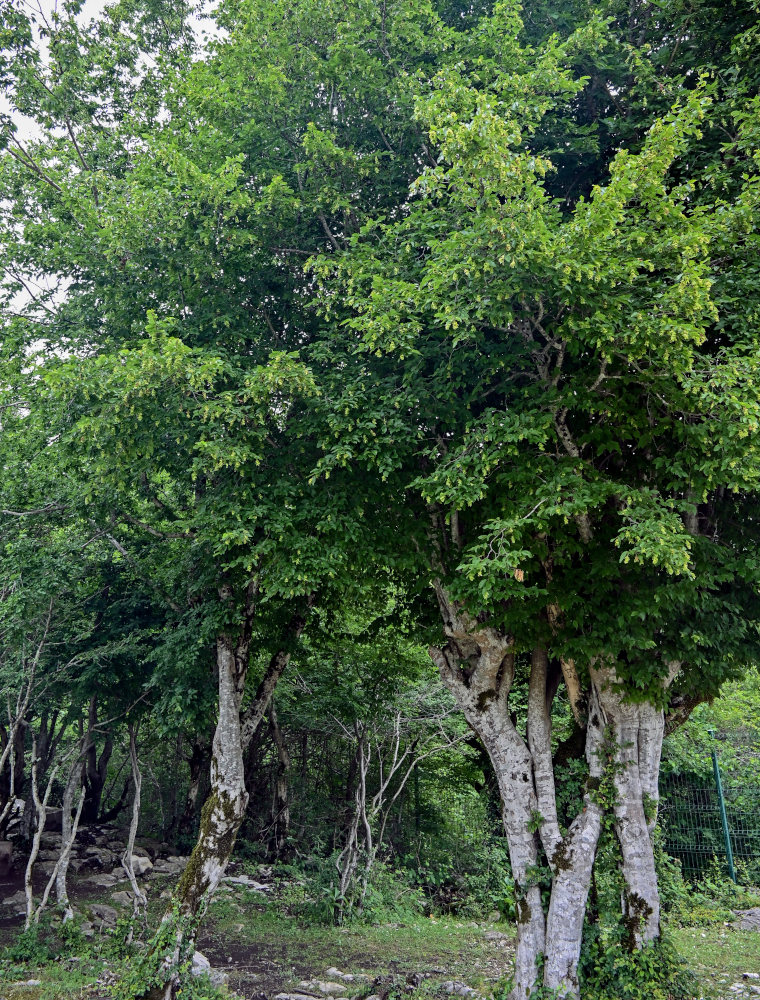 Image of Carpinus orientalis specimen.