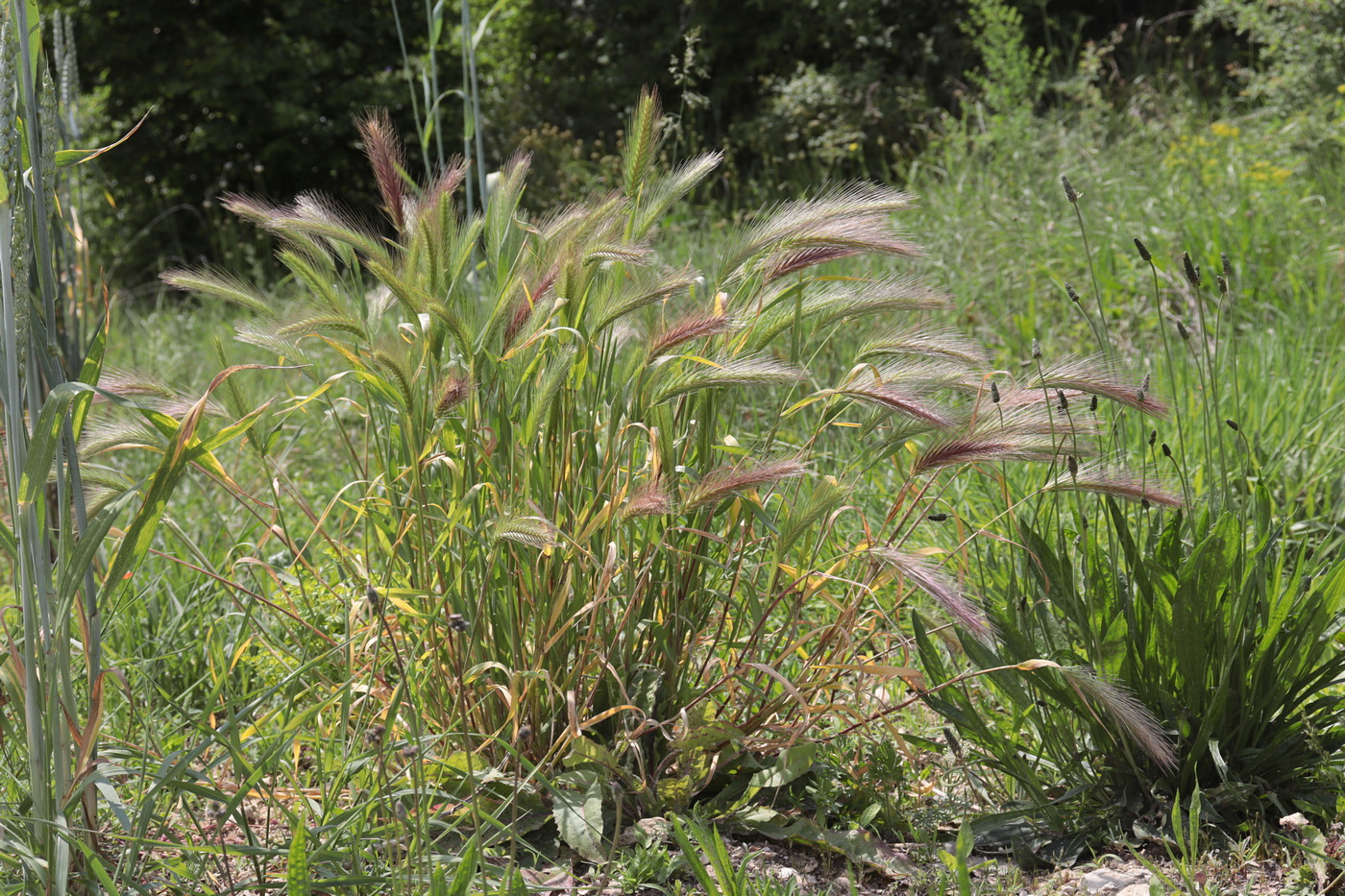 Image of Hordeum leporinum specimen.