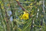 Parkinsonia aculeata. Верхушка ветви с соцветием и плодами. Объединённые Арабские Эмираты, эмират Дубай, окр. пляжа Al Mamzar, озеленение. 03.05.2023.