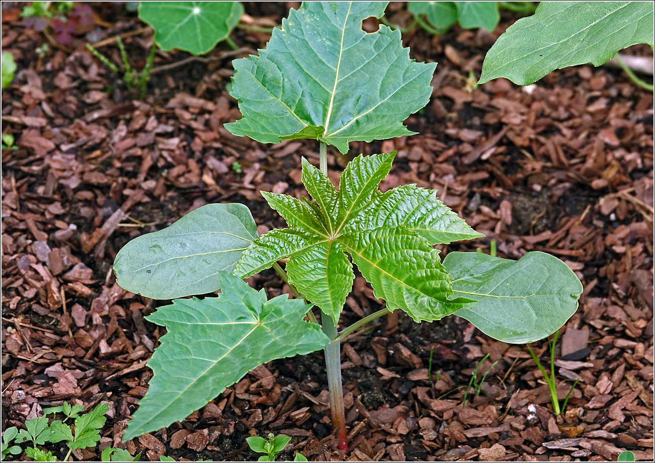 Image of Ricinus communis specimen.