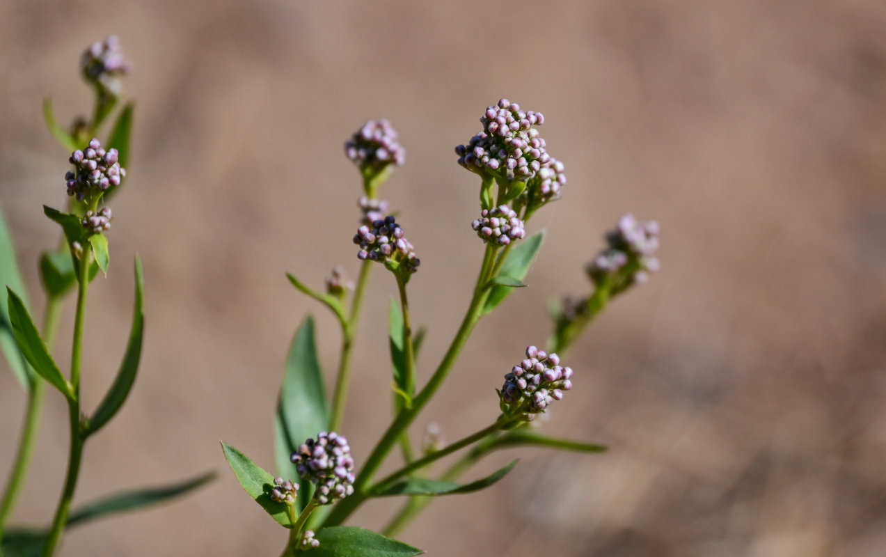 Изображение особи Lepidium latifolium.