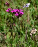 Dianthus ruprechtii. Верхушка побега с соцветием. Чечня, Итум-Калинский р-н, окр. с. Ведучи, ≈ 1500 м н.у.м., субальпийский луг. 27.07.2022.