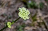 Phlojodicarpus sibiricus. Соцветие с кормящимися мухами. Хакасия, Ширинский р-н, окр. с. Ефремкино, скалы Тогыз-Аз, каменистый склон. 07.06.2022.