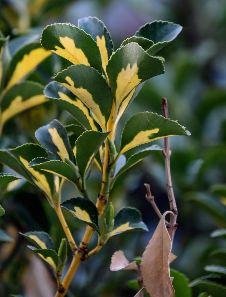 Изображение особи Euonymus japonicus.