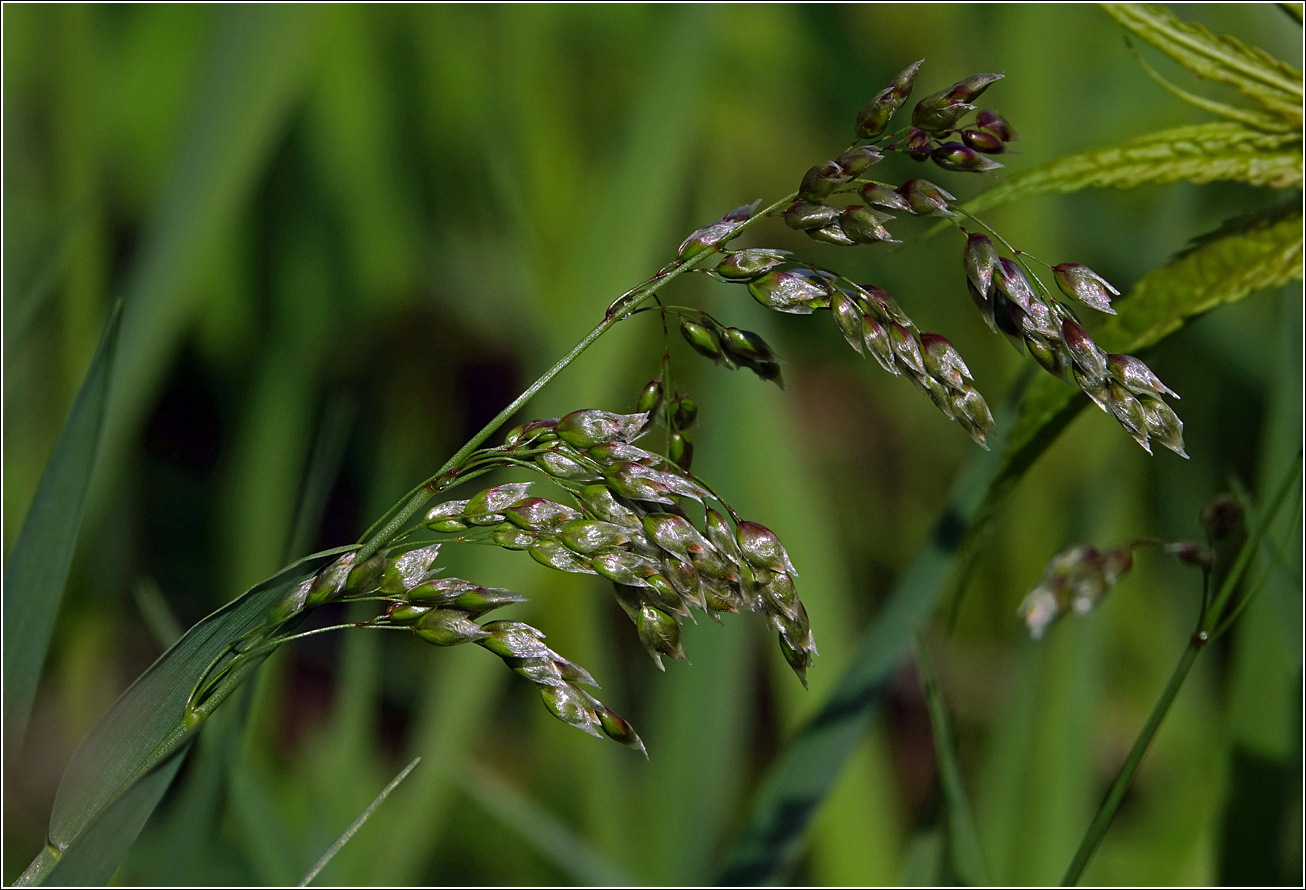 Image of Hierochloe odorata specimen.