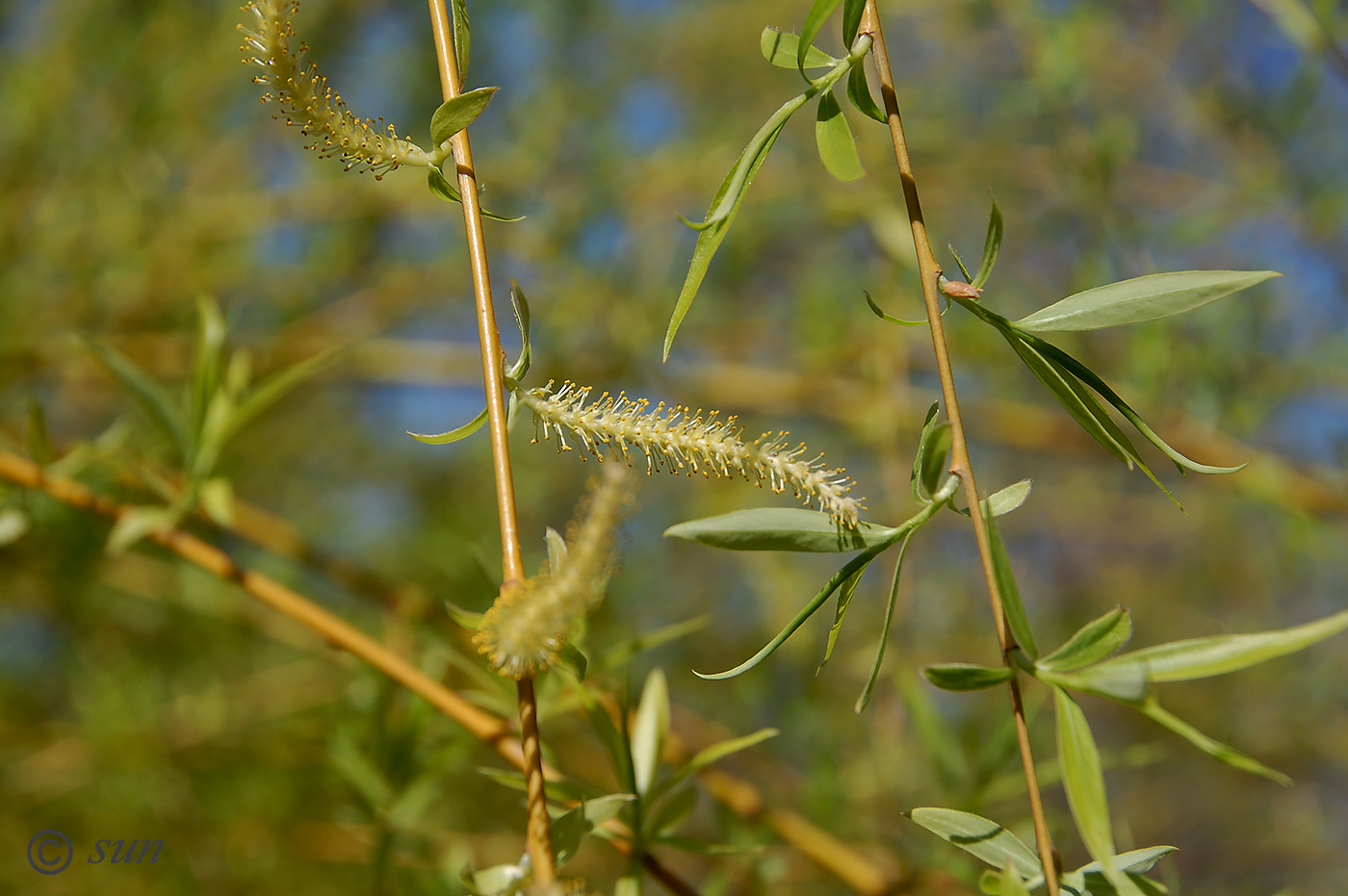 Image of Salix alba specimen.