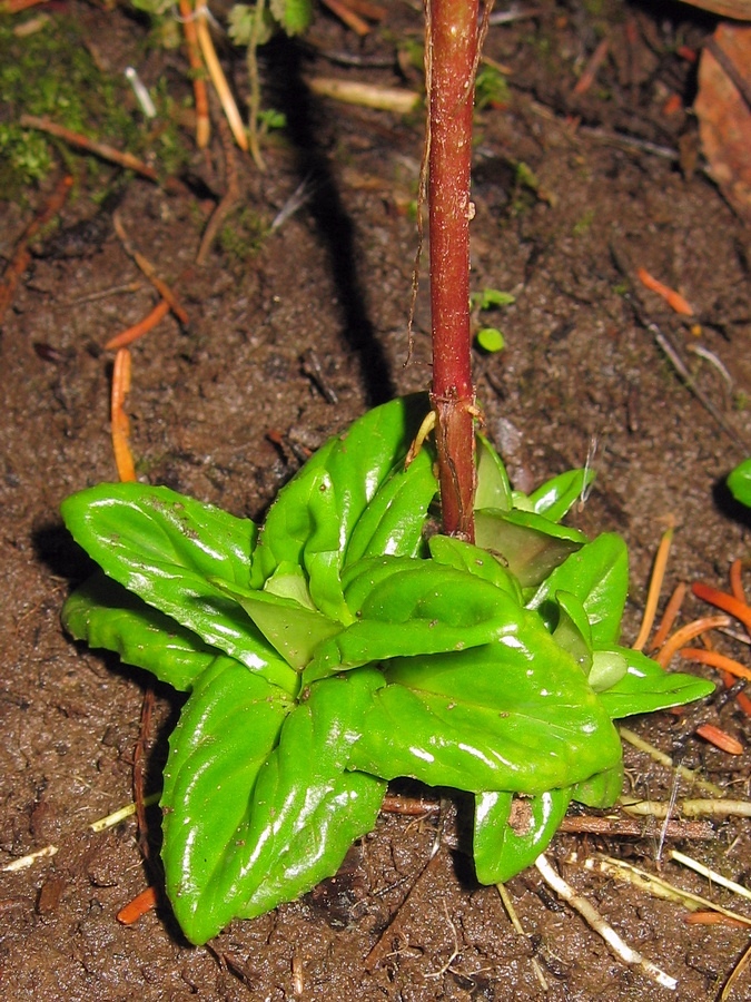 Image of Epilobium adenocaulon specimen.