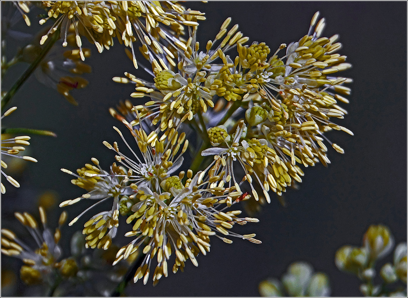 Image of Thalictrum lucidum specimen.