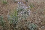 Astragalus arbuscula