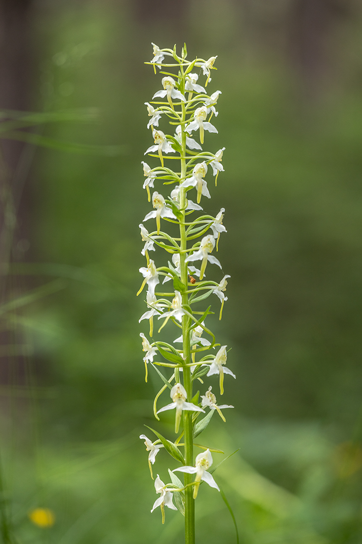 Изображение особи Platanthera chlorantha.