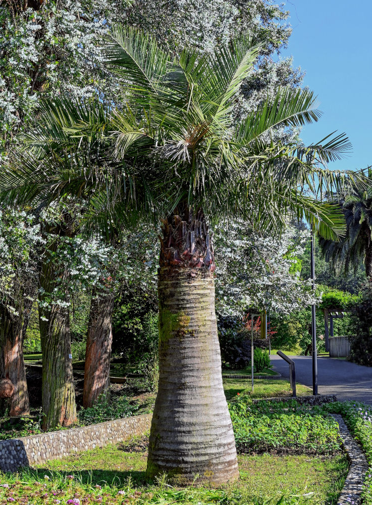 Image of Jubaea chilensis specimen.