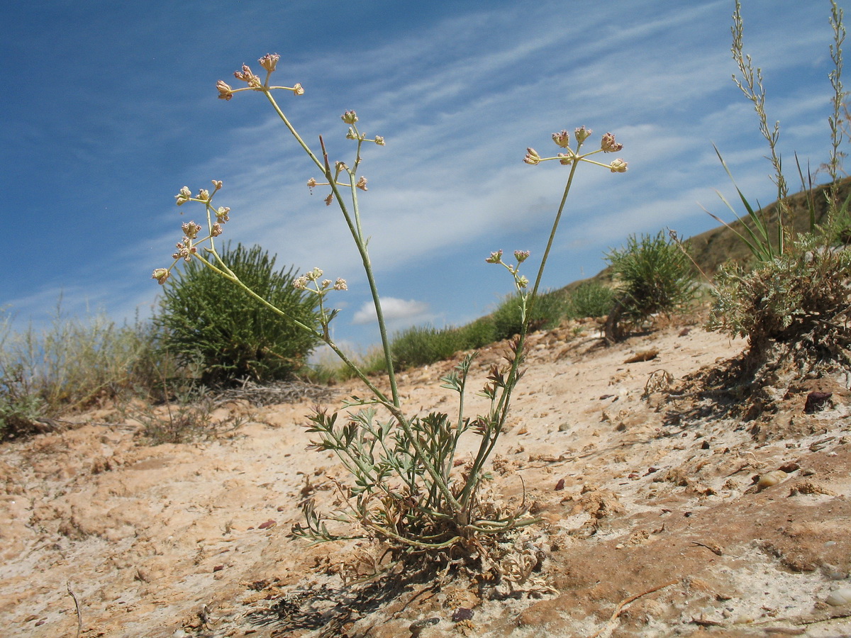 Image of Seseli coronatum specimen.