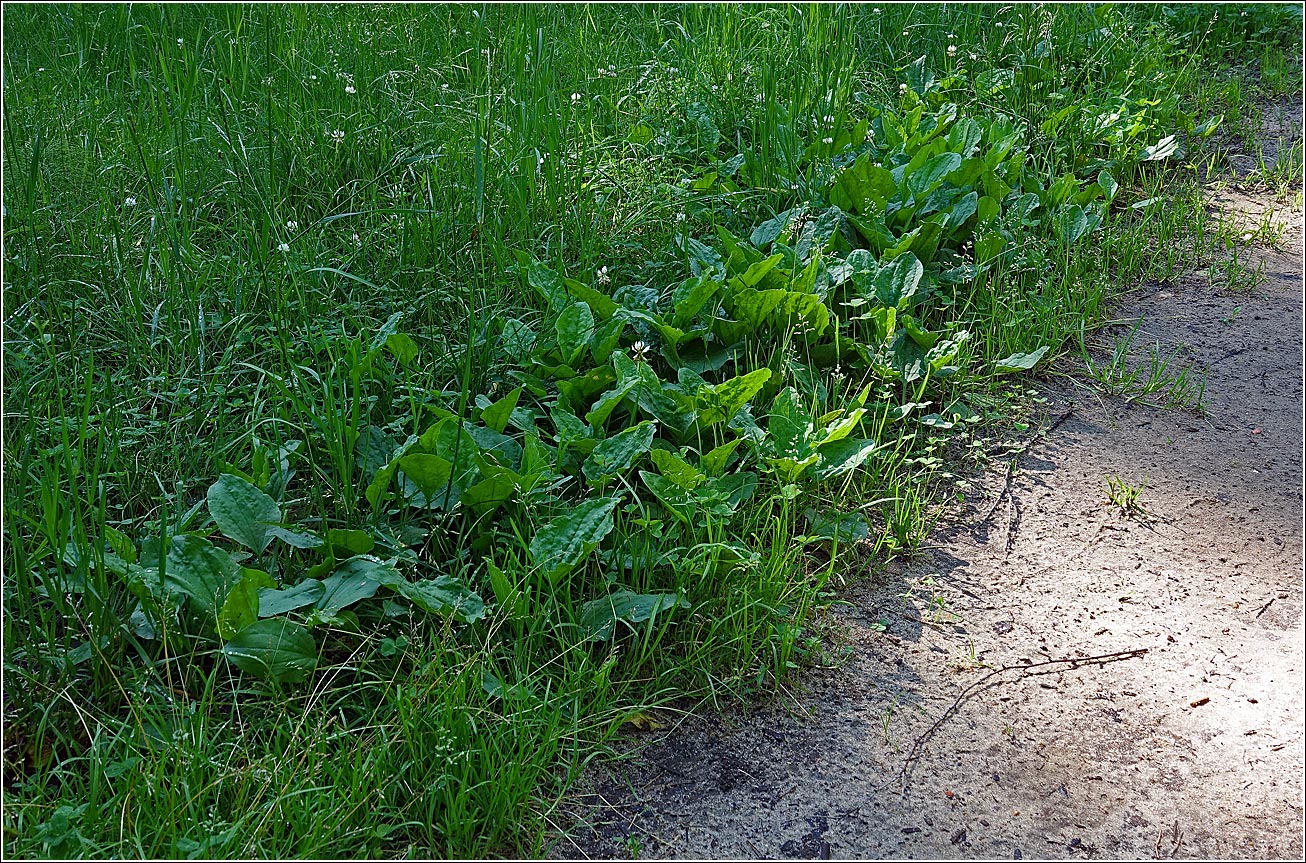 Изображение особи Plantago major.