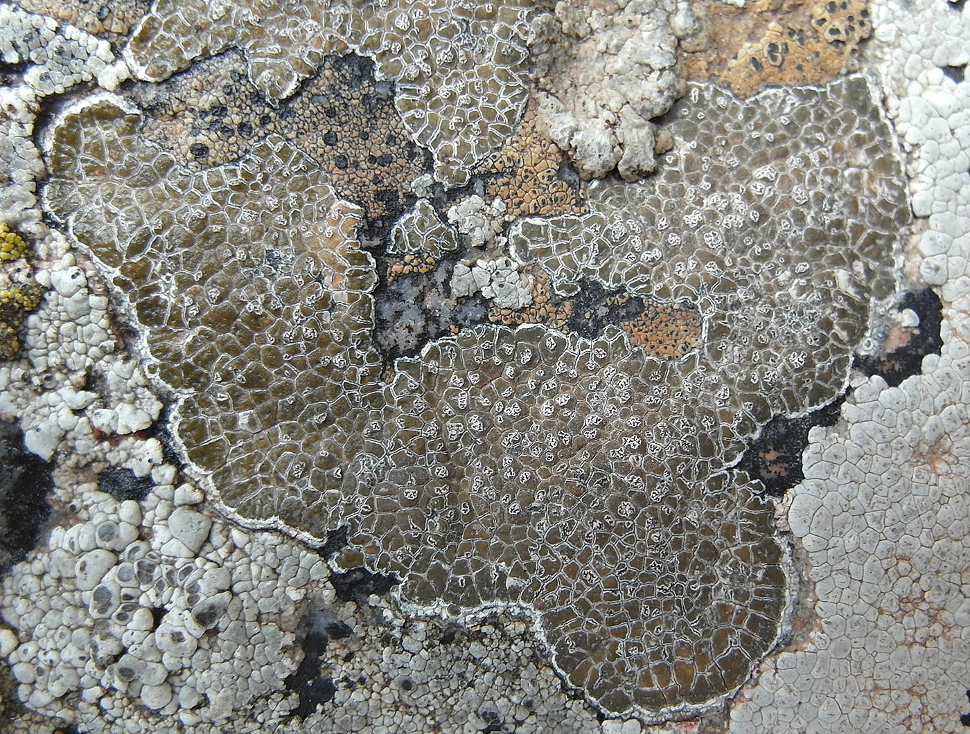 Image of genus Immersaria specimen.