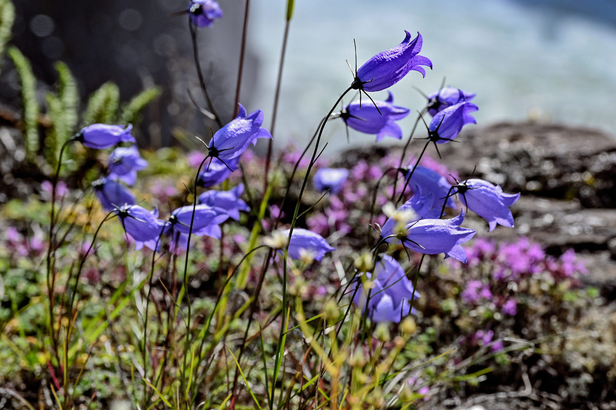 Image of Campanula rotundifolia specimen.