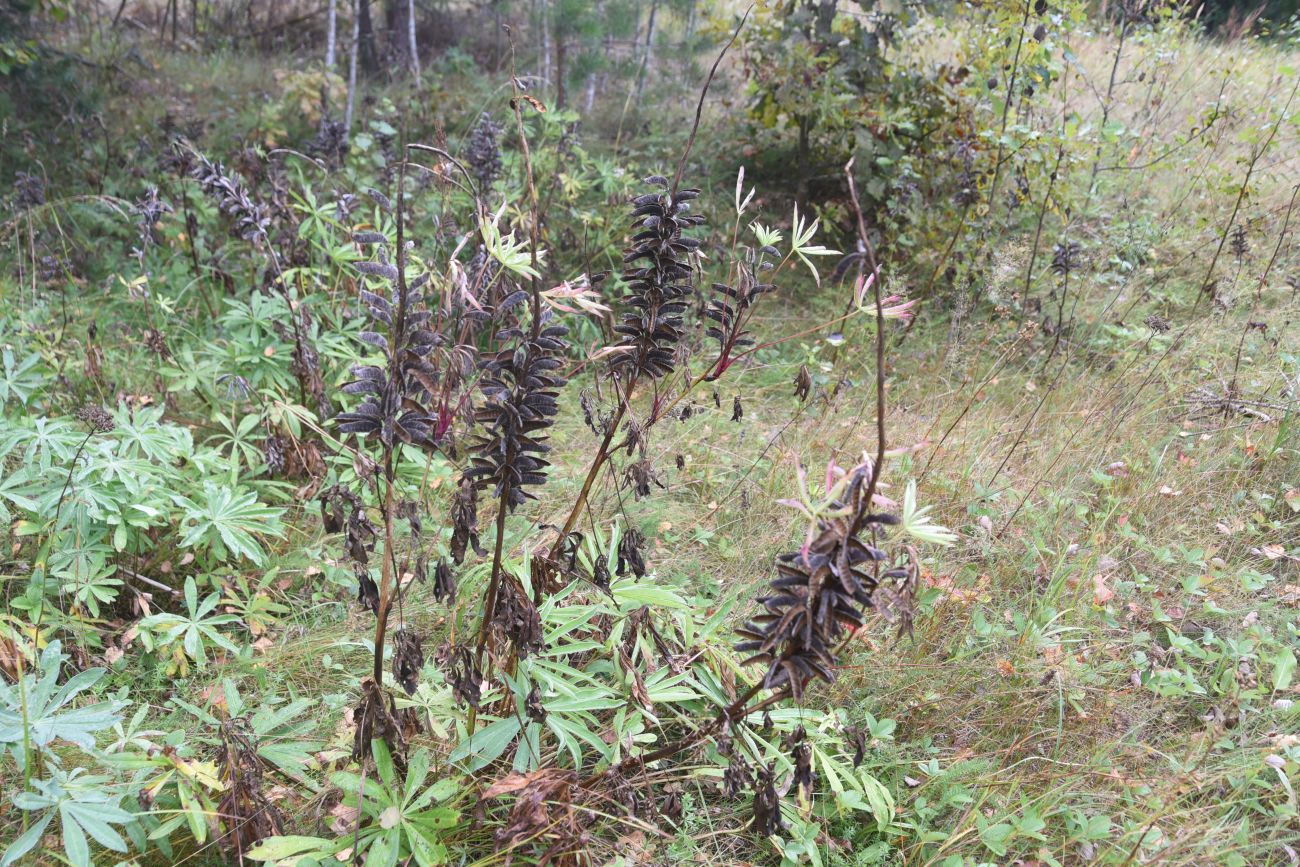 Изображение особи Lupinus polyphyllus.