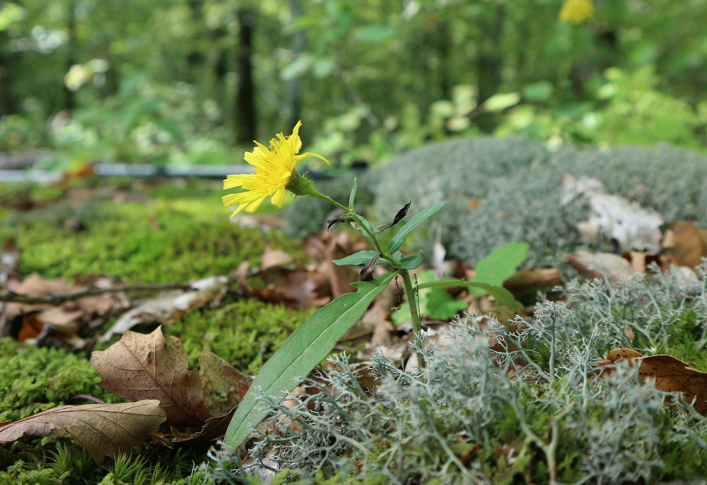 Image of genus Hieracium specimen.