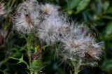 Cirsium vulgare. Распадающиеся соплодия. Московская обл., окр. г. Железнодорожный, долина р. Чёрная, берег реки, окраина ивняка. 26.08.2024.