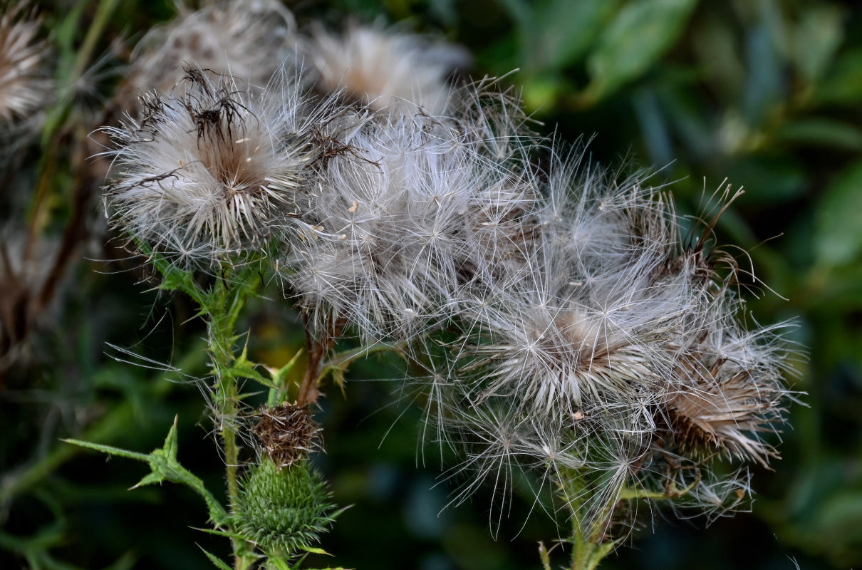 Изображение особи Cirsium vulgare.