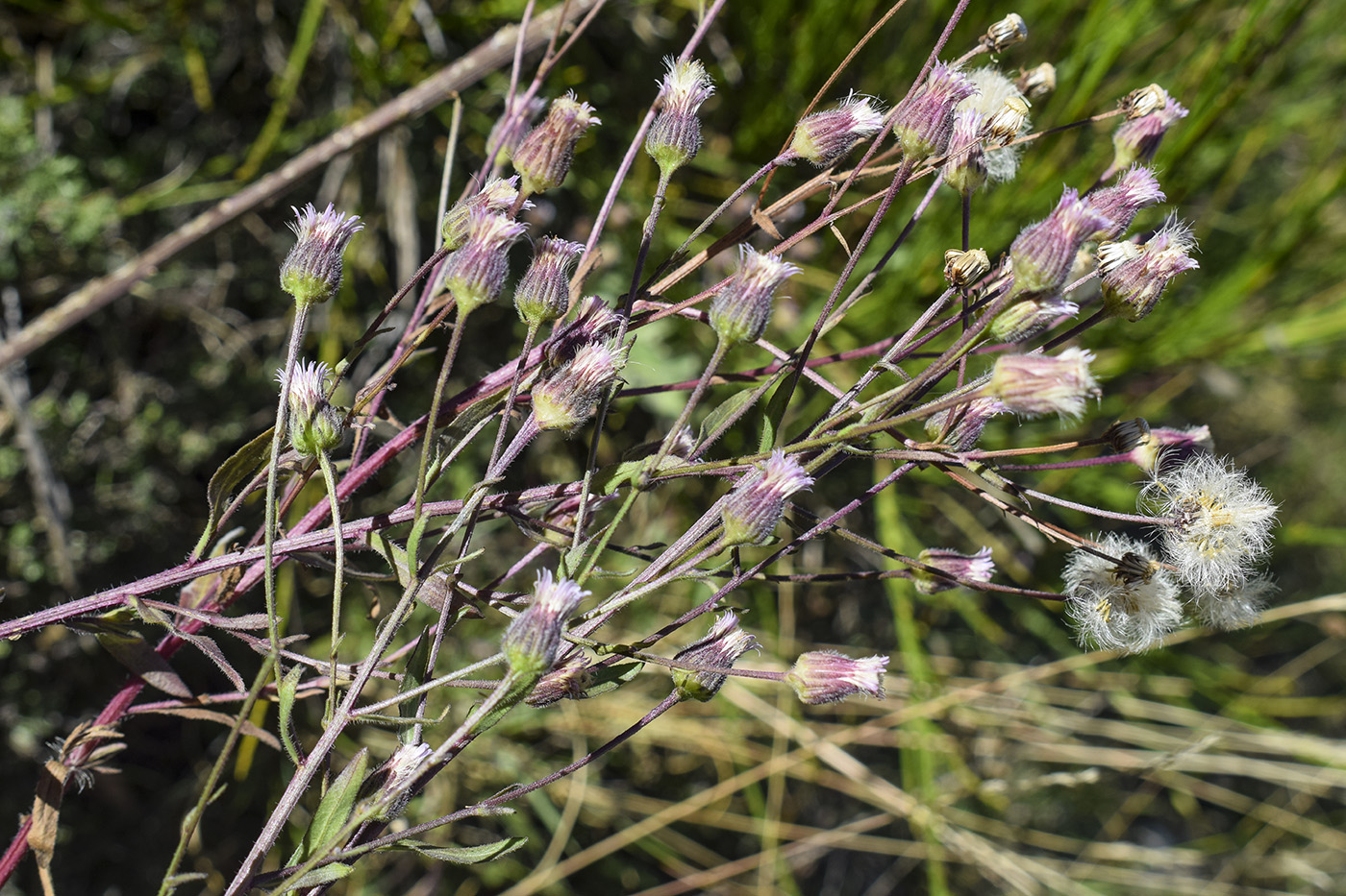 Изображение особи Erigeron acris.