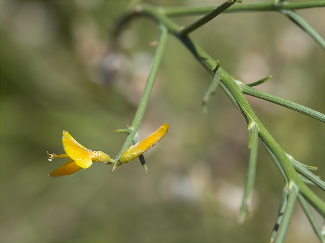 Изображение особи семейство Fabaceae.