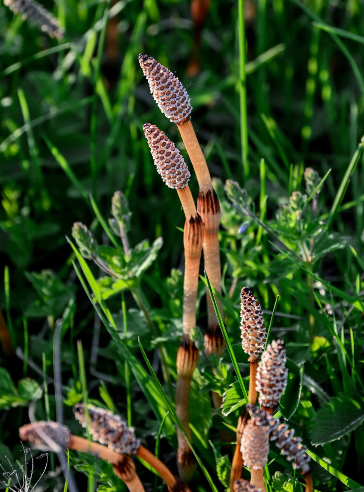 Image of Equisetum pratense specimen.