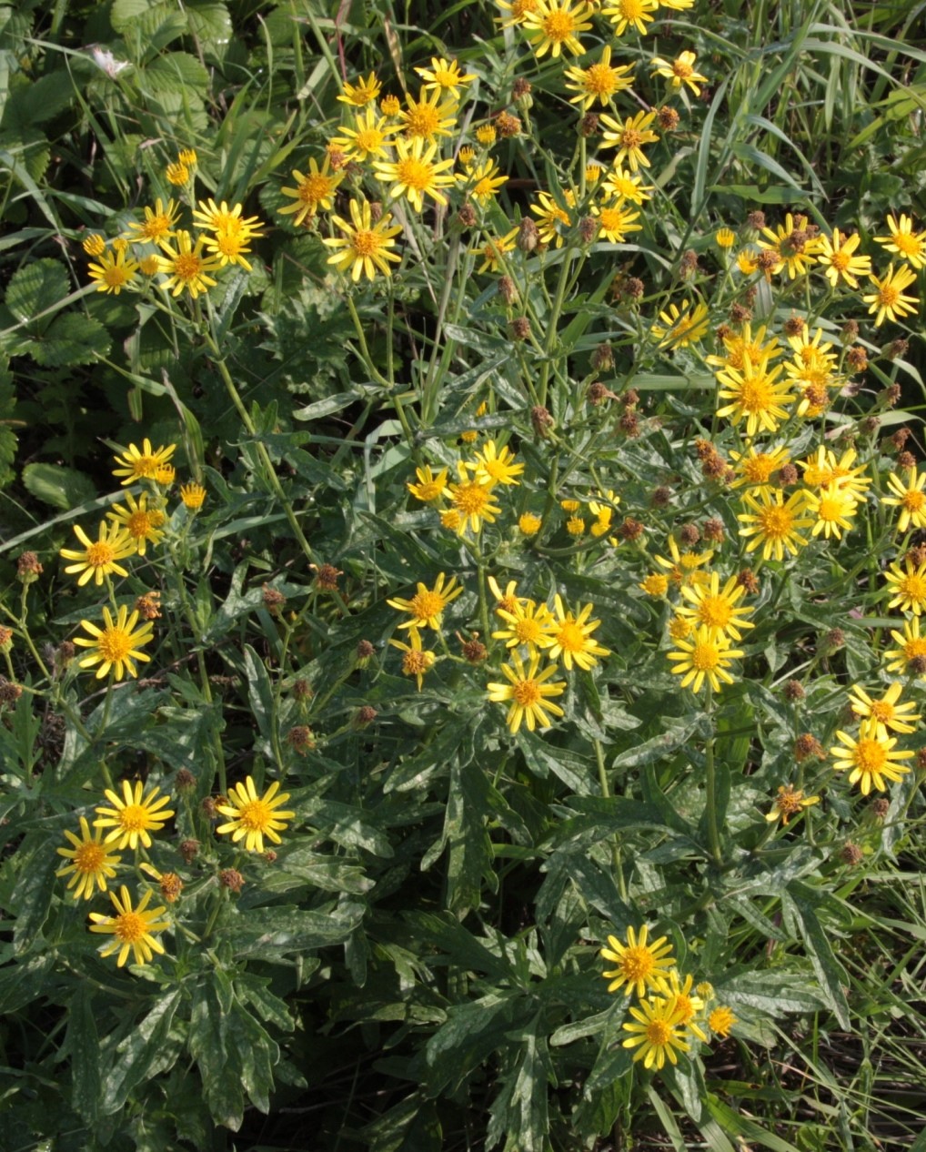 Image of Senecio grandidentatus specimen.