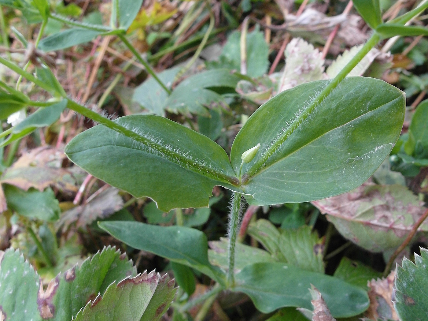 Image of Cerastium davuricum specimen.