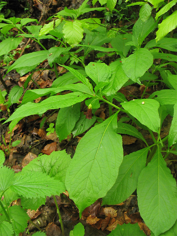 Image of Scopolia carniolica specimen.