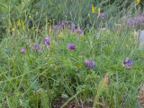 Astragalus lasioglottis