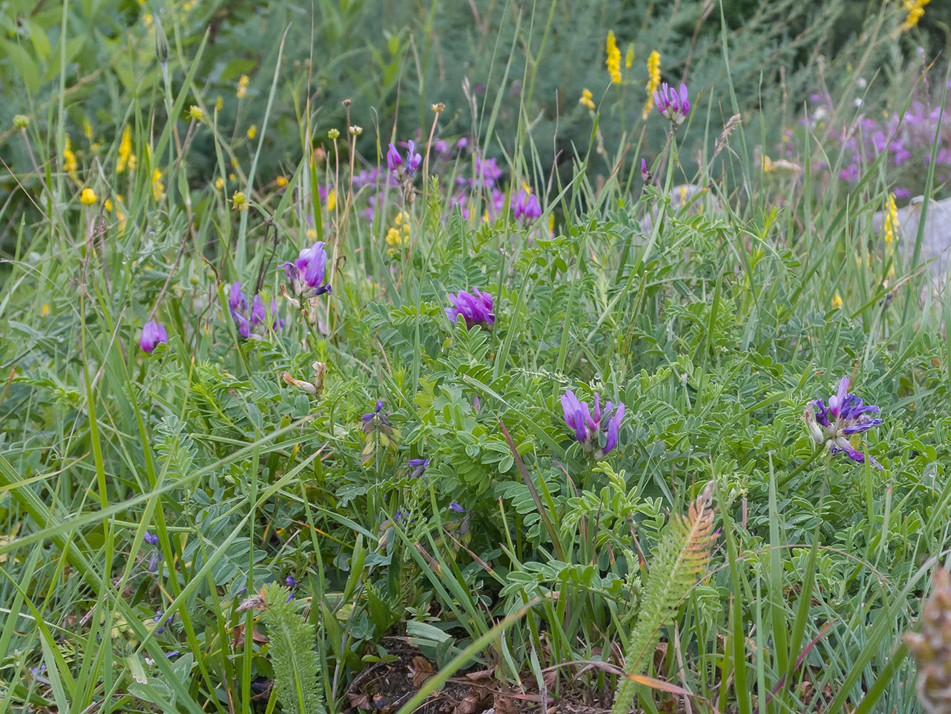 Изображение особи Astragalus lasioglottis.