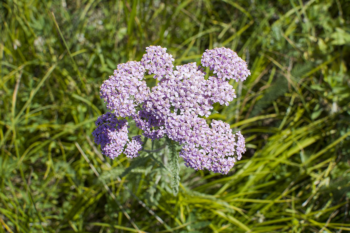 Изображение особи Achillea asiatica.