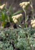 Artemisia glomerata. Верхушка генеративного побега с соцветиями. Камчатский край, Елизовский р-н, природный парк \"Вулканы Камчатки\", южный участок, кластер \"Налычевский\", памятник природы \"Экструзия Верблюд\", шлаковое поле. 11.08.2024.