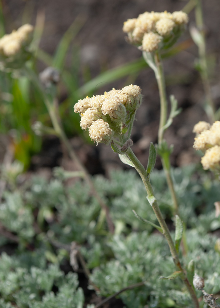 Изображение особи Artemisia glomerata.