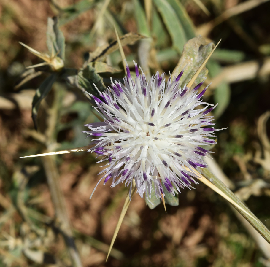 Image of Centaurea iberica specimen.