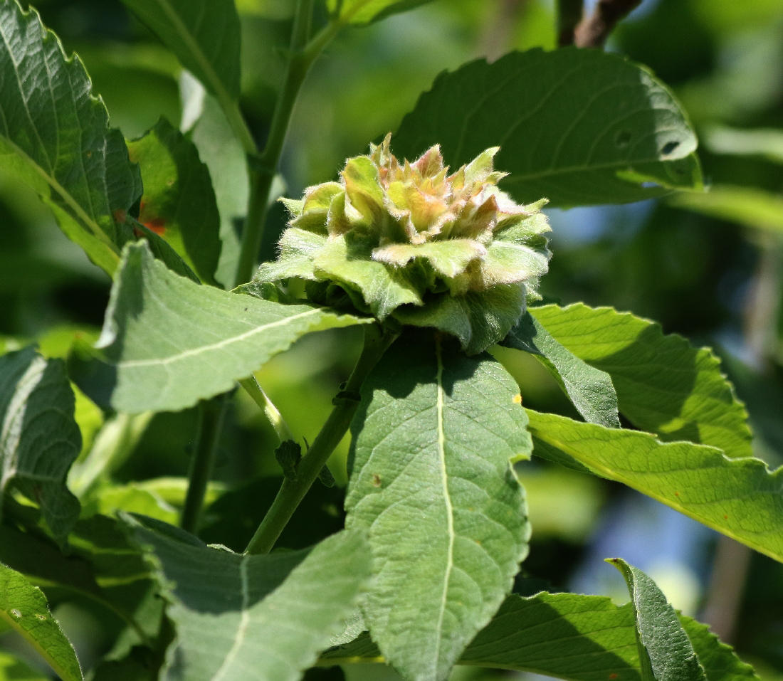 Image of Salix caprea specimen.