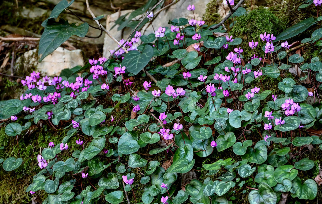 Image of Cyclamen coum specimen.