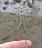 Смотреть изображение Sium latifolium