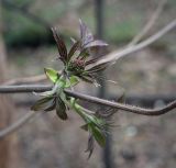 Смотреть изображение Sambucus sibirica