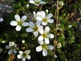 Minuartia imbricata