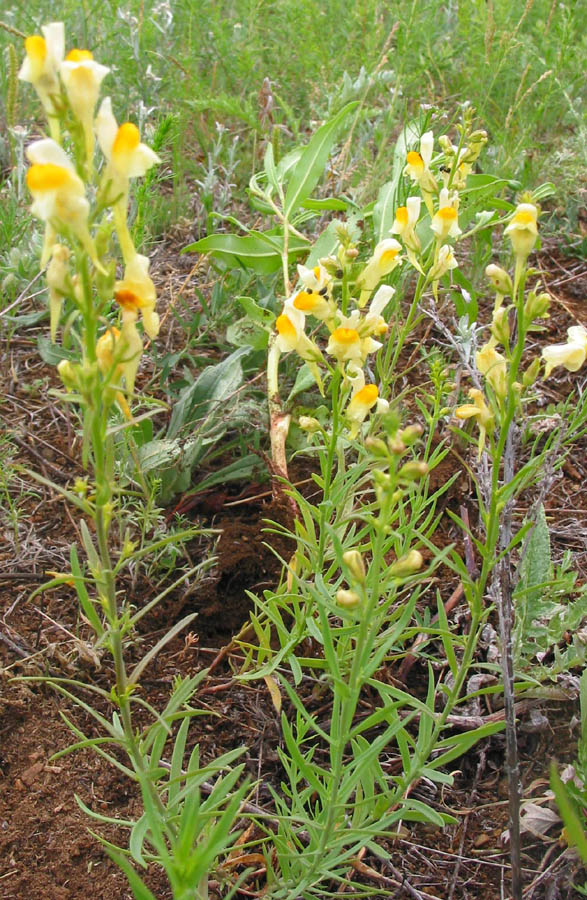 Image of Linaria acutiloba specimen.