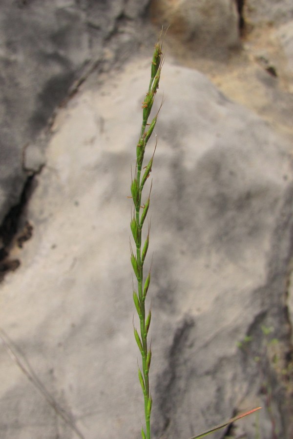 Image of Nardurus krausei specimen.