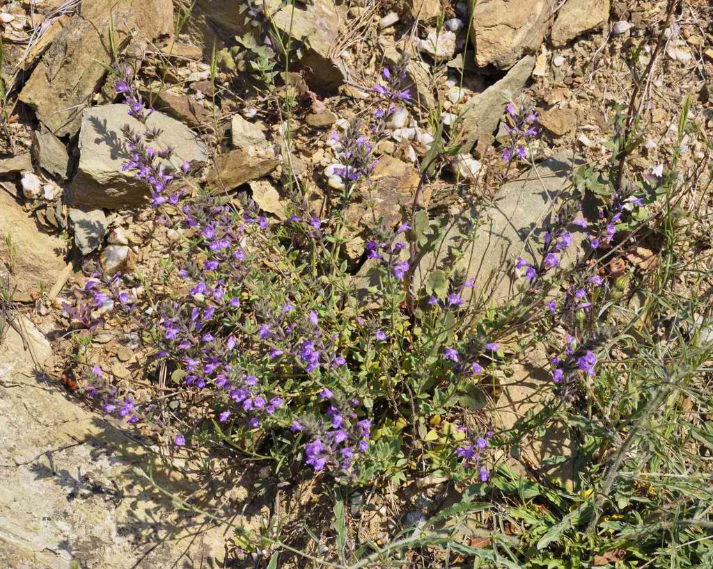 Image of Ziziphora majoranifolia specimen.