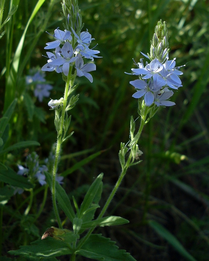 Image of Veronica prostrata specimen.