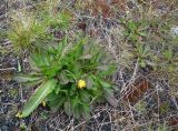 genus Taraxacum. Цветущее растение и молодая поросль. Кольский п-ов, Восточный Мурман, пос. Дальние Зеленцы. 18.06.2011.