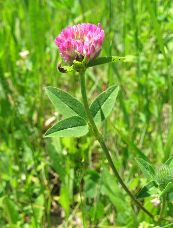 Image of Trifolium pratense specimen.